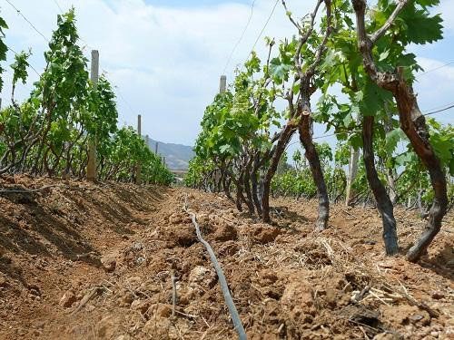 葡（pú）萄滴灌