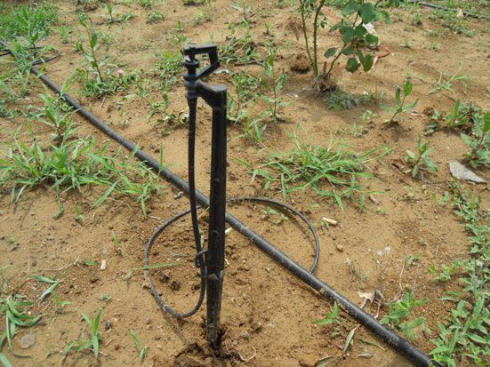 地插微噴實拍圖